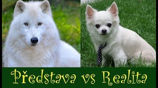 Herkuldova Představa vs Realita [upl. by Nivalc406]