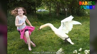 Funny Goose Chasing Kids And Attacking  Funniest Babies Videos 2019 [upl. by Tiduj]