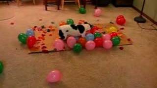 DOG vs BALLOONS II This time its personal [upl. by Patrich]