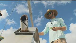 Crews planting seagrass to bring life back to nutrientstarved Caloosahatchee [upl. by Ellehcrad]