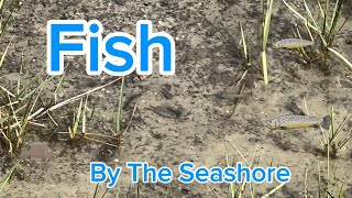 Fish by The Seashore [upl. by Dde]