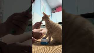 Vidéos drôles de chats épisode 1 chatsdrôles chatsdrôles chatdrole [upl. by Consuelo381]