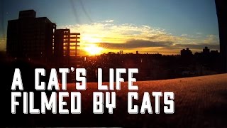 Cat Diaries The First Ever Movie Filmed by Cats [upl. by Aknayirp]