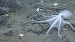 Spooky video of lost world sea life deep in the ocean [upl. by Malcolm314]