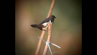 white rumped munia [upl. by Keene]