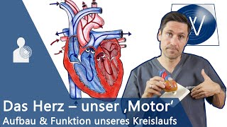 Unser Herz amp Blutkreislauf einfach erklärt Anatomie Funktion und Physiologie vom Lebensmotor [upl. by Tilford]