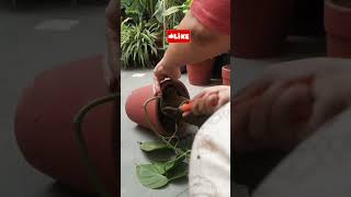 PotUp My Heart Leafs Philodendron Potting Mix For Philodendron ytshorts ytshort ytshortsindia [upl. by Spada]