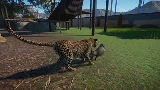 African Leopard Hunt Hamadryas Baboon Planet Zoo [upl. by Tyler]