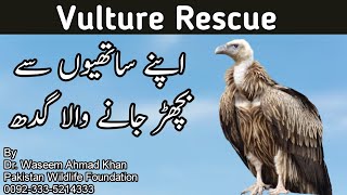 Himalayan Griffon Vulture  Gidh Apnay Jhund Say Kyun Bichar gya  Vulture Release Video [upl. by Nohtiek]