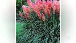 Cortaderia  garden plants [upl. by Dent]