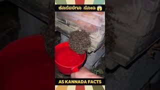 Removing Honeybees From Home  kannada facts karnataka amazing youtubeshorts trendingshorts [upl. by Gibbie]