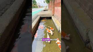 Koi Fish Thriving in Japan’s Clear Drains✨😮 koi japan fish drainage [upl. by Matteo]