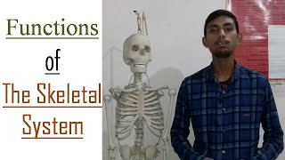 Functions of the Skeletal System [upl. by Ynohtna526]