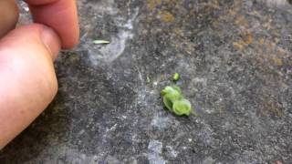 Jewelweed seed pod burst in slow motion [upl. by Treborsemaj]