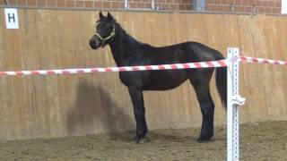 Contendro ILandor S filly  2015 for sale [upl. by Yenobe]