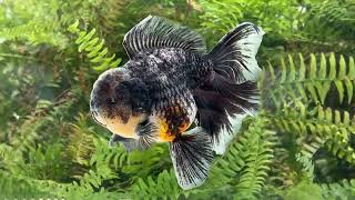 15133 black Kirin Rosetail Oranda [upl. by Aij]