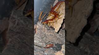 Scolopendra galapagoensis Inti eats a lizard sausage centipede myriapoda feeding [upl. by Ahsekram]