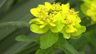 Euphorbia epithymoides  Syn E polychroma [upl. by Lehman]