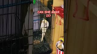 SMART COCKATIEL shorts short shortvideo cockatiel [upl. by Aicnelav]