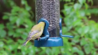 Male Greenfinch feeding on black sunflower seeds [upl. by Danyette727]