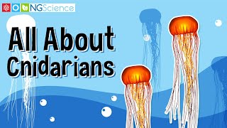 All About Cnidarians [upl. by Wistrup]