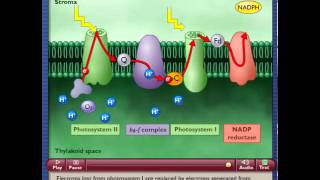 Photosynthetic Electron Transport and ATP Synthesis [upl. by Tengdin]