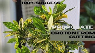 How to grow croton from cutting Croton plant care100success rate [upl. by Ainyt]