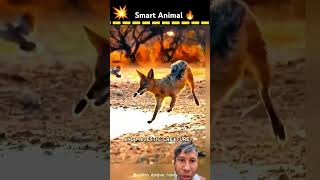 Sher ki majboori 😱 youtubeshorts facts factscience sciencefacts viralvideo scincefacts sher [upl. by Piero]