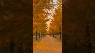 Yellow Spring Road Japan Gingko Trees Unleash Autumns Magic [upl. by Kenlee193]