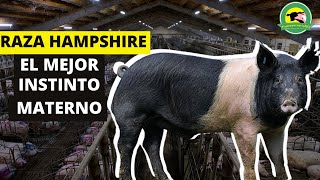 RAZA PORCINA HAMPSHIRE🐷El Mejor Instinto Materno Y Mas Lechones Vivos Al Nacer🔴PasionPecuariaRD [upl. by Yelnek715]