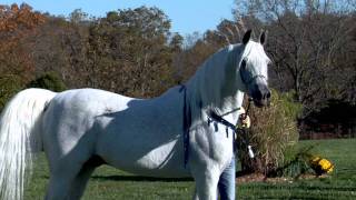 World Champion Hadidi Norus x Hebet Allah Grey Straight Egyptian Arabian Stallion  Two Silos Farm [upl. by Aleuname]