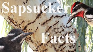 Surprising Sapsucker Facts [upl. by Eusebio913]