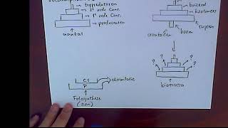 HavoVwo 4 Ecologie les 3  voedselketen voedselweb energiestroom in een ecosysteem [upl. by Neri]