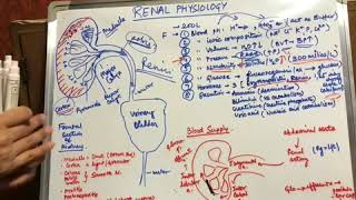 Renal physiology Made easy [upl. by Down]