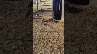 Poppy’s Piglets Running Around Having Fun kunekune [upl. by Chivers]