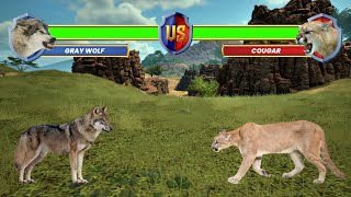 Gray Wolf vs Cougar [upl. by Ursulina]