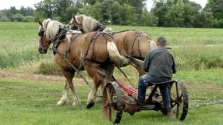 Belgian Draft Horse International Mower 2 [upl. by Daune264]