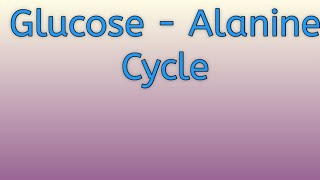 Glucose  Alanine cycle ll significance in gluconeogenesis [upl. by Nerissa]