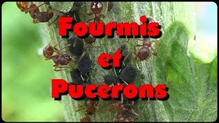 Fourmis et pucerons un intérêt commun [upl. by Nnaitsirhc]