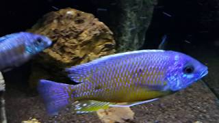 Copadichromis Borleyi Namalenje Wild juvenile 20140202 [upl. by Zzaj13]