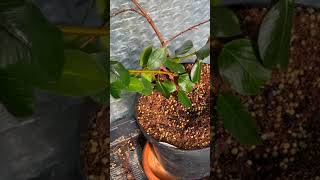 2 Reasons Mandevilla Dipladenia Get Yellow Leaves [upl. by Cullie]