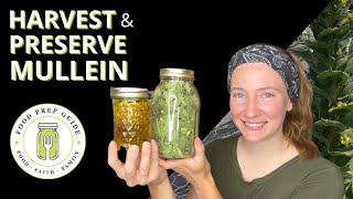 How to Harvest Preserve and Use Mullein [upl. by Aretina737]