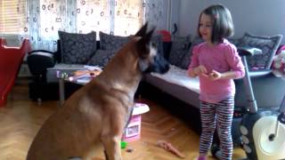 How to train belgian shepard  Malinois [upl. by Anneirb]