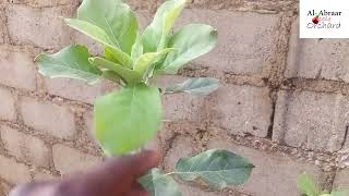 17 months update on wambugu apples Flowering at last [upl. by Golden]