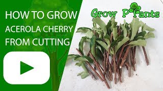 How to grow Acerola cherry from cutting [upl. by Dilisio178]