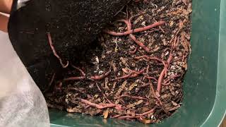 Prep For 6Lb Worm Delivery 2022 worms wormfarming wormbin redwigglers redworms viralvideo [upl. by Goldarina]