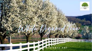 White Dogwood Trees  TN NURSERY [upl. by Boone685]