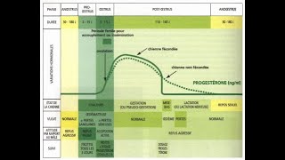 comprendre le cycle de reproduction de la chienne  boston terrier  Boston Attitude [upl. by Treblihp]