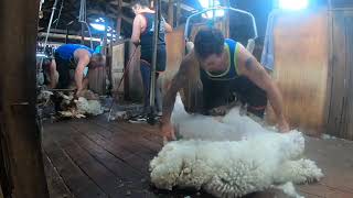 Sheep Shearing in Australia  Merino Ewes [upl. by Mueller]