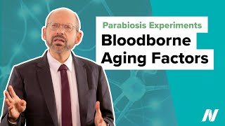 Parabiosis Experiments Prove Bloodborne Aging Factors [upl. by Bobbi]